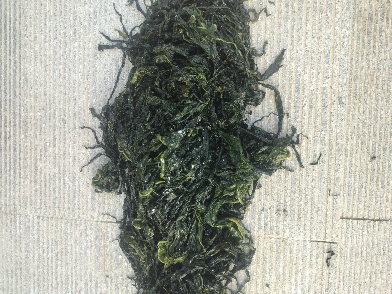 半干裙带菜，纯绿嫩菜叶，翠嫩丝滑爽口，高泡发率1斤泡4斤