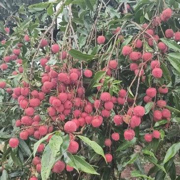 黑叶荔枝