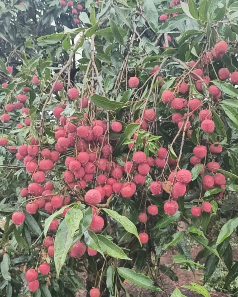 黑叶荔枝