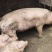 农家土猪肥猪。肉质量特别好。