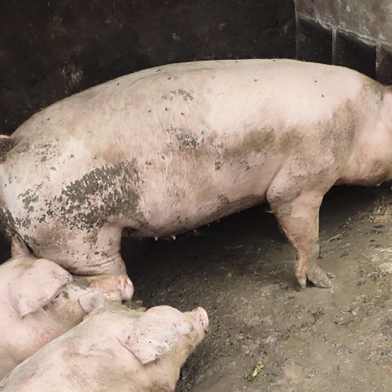 农家土猪肥猪。肉质量特别好。