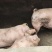 农家土猪肥猪。肉质量特别好。