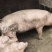 农家土猪肥猪。肉质量特别好。