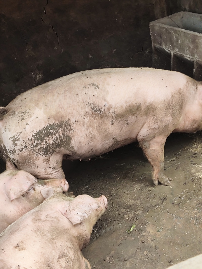 农家土猪肥猪。肉质量特别好。