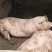 农家土猪肥猪。肉质量特别好。