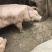 农家土猪肥猪。肉质量特别好。