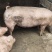 农家土猪肥猪。肉质量特别好。