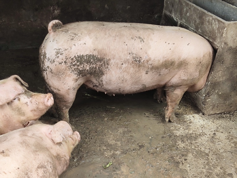农家土猪肥猪。肉质量特别好。