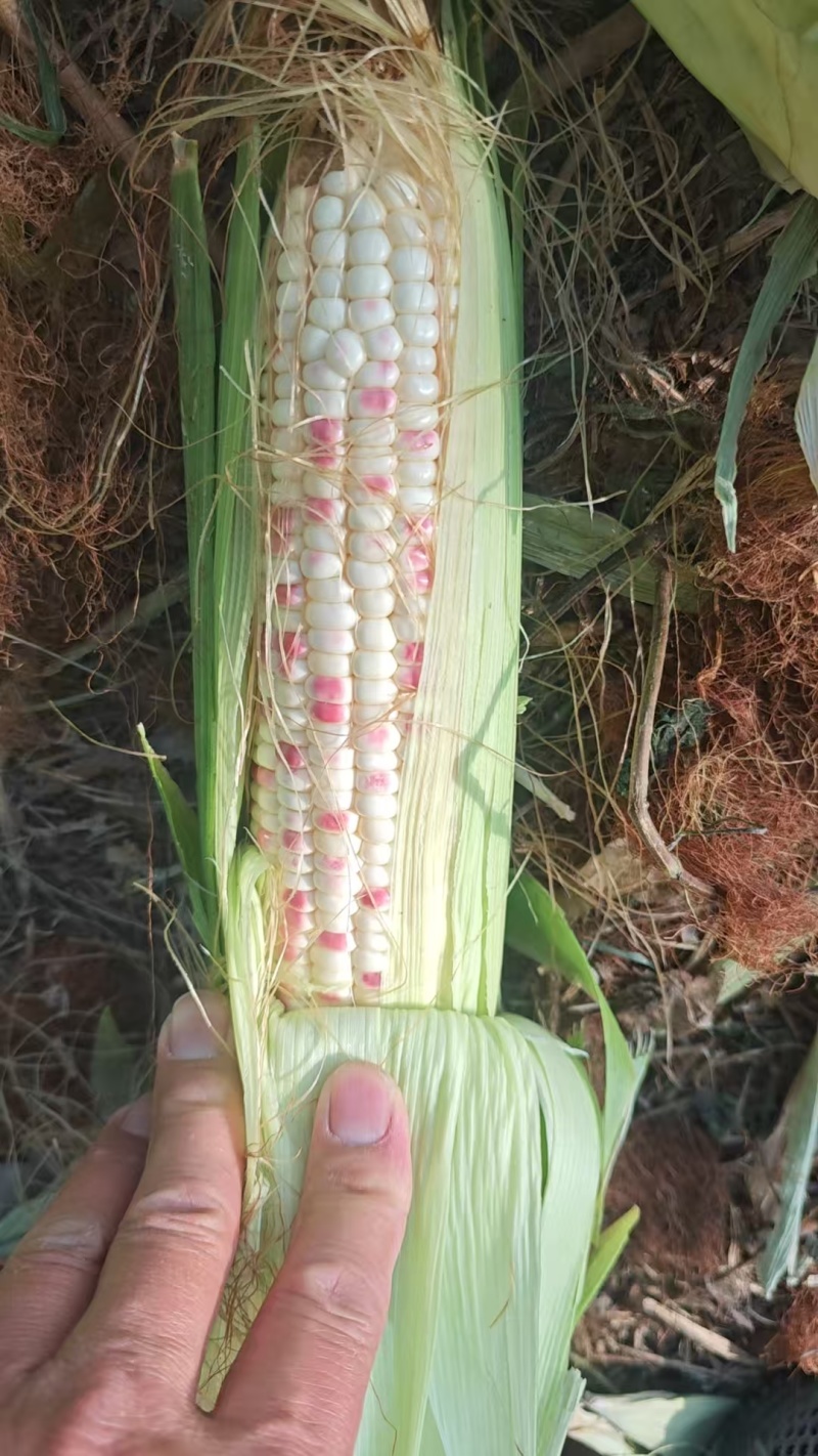 高甜度，黏玉米，花粒地头价格，一手货源，
