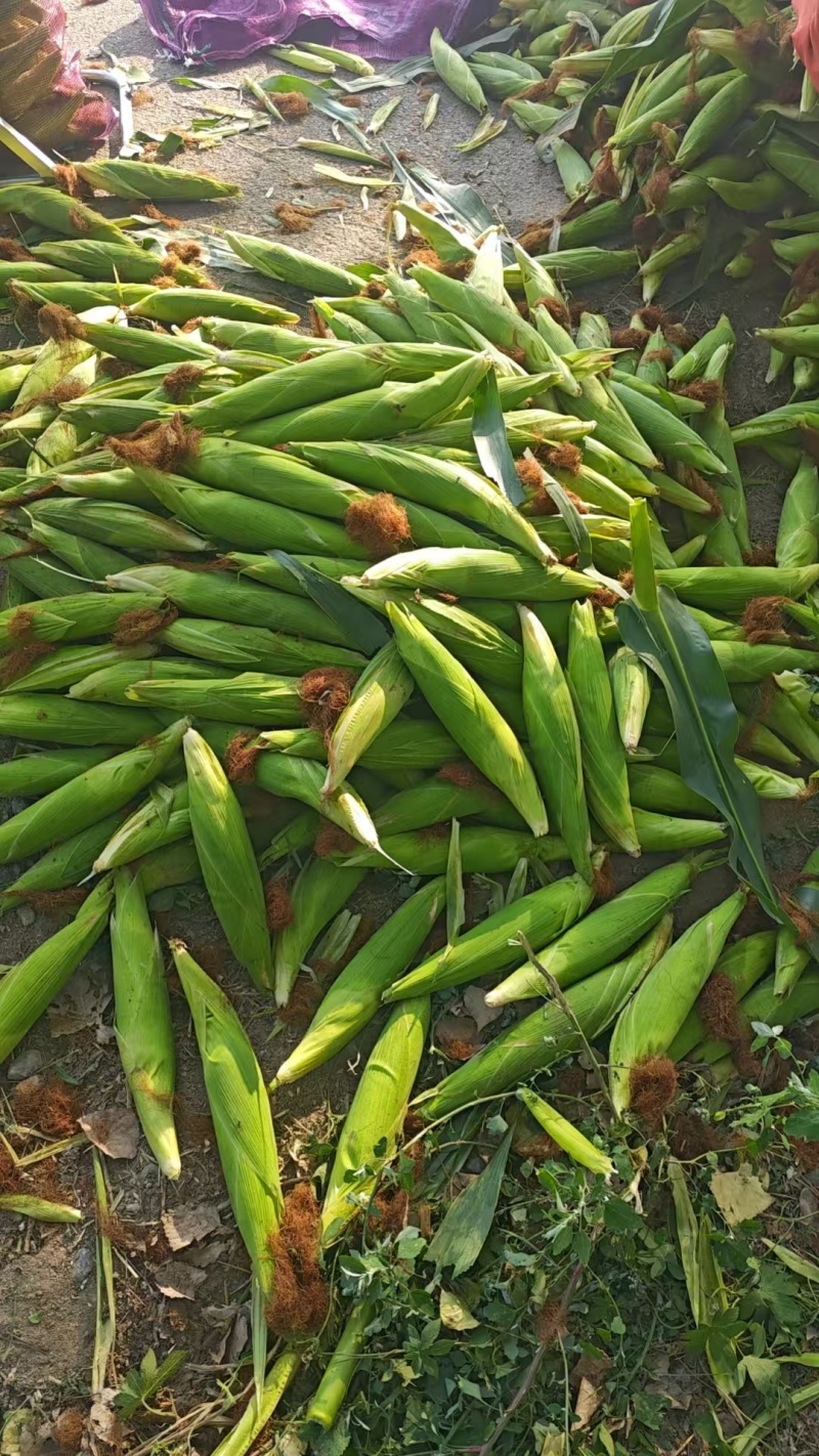 高甜度，黏玉米，花粒地头价格，一手货源，