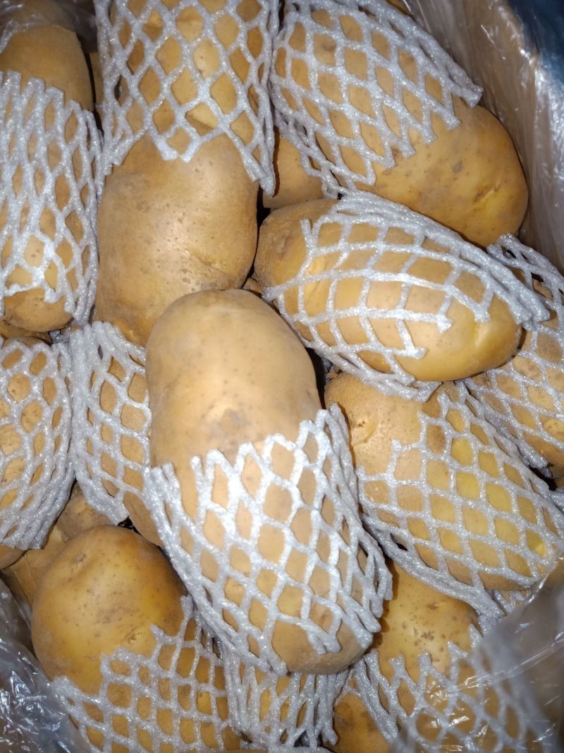 荷兰十五，沃土土豆大量现货供应