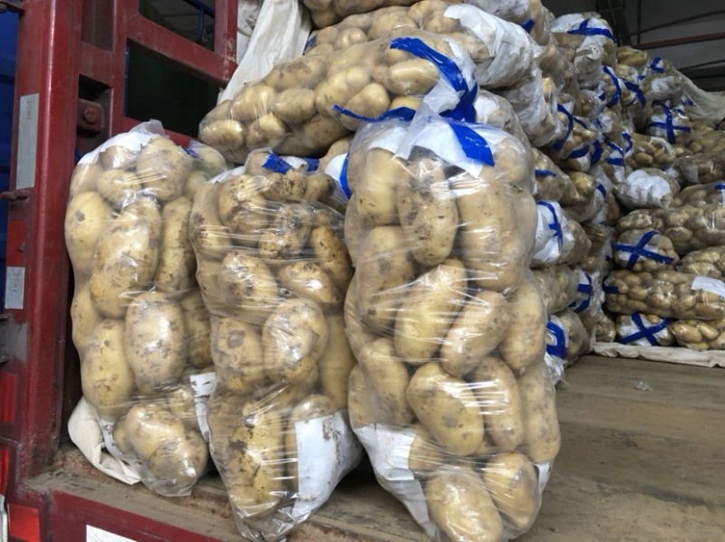 荷兰十五，沃土土豆大量现货供应
