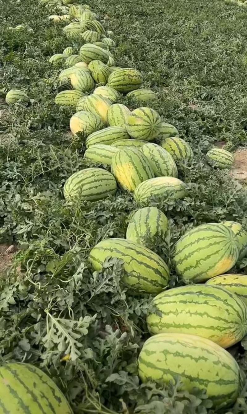 编号华北区718正宗原籽西瓜基地供应！{深泽专属}