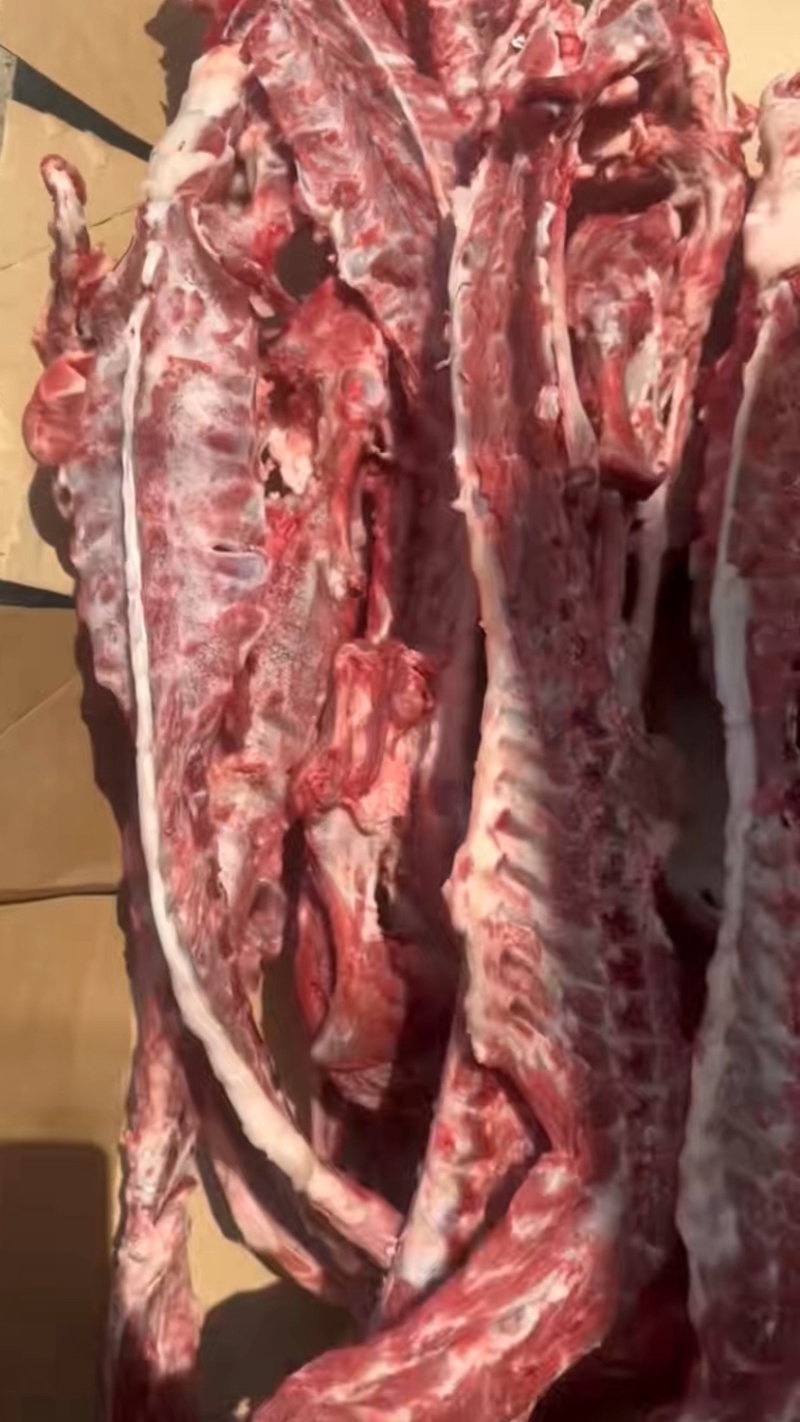 诚信牛商，鲜羊蝎子，价格便宜，一手货源，品质，欢迎