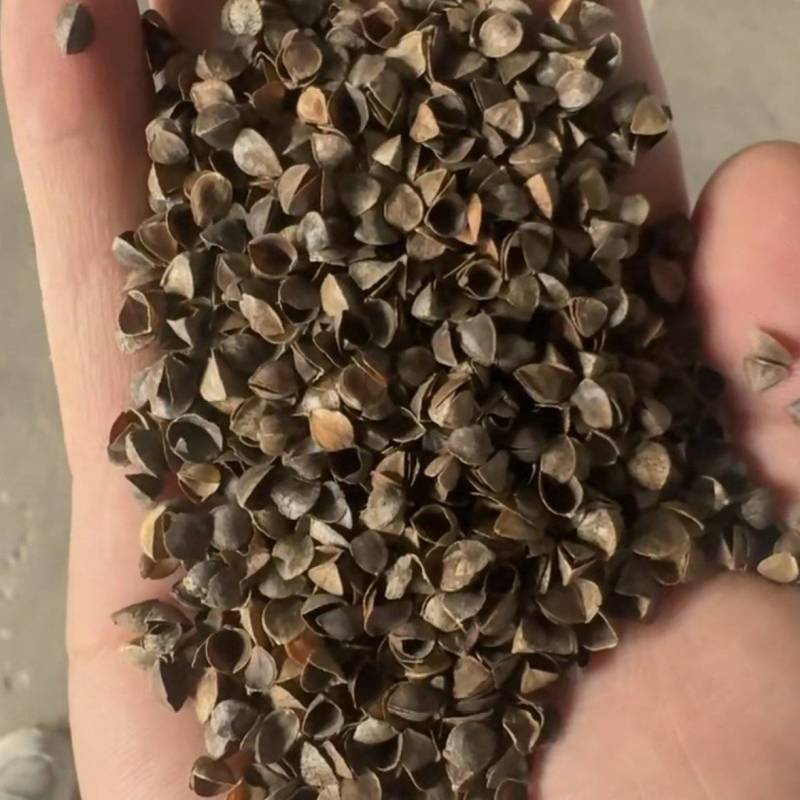 荞麦壳，当季的新荞麦壳，干净无杂质，