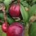 李子红宝石黑李苹果李产地货源充足欢迎对接