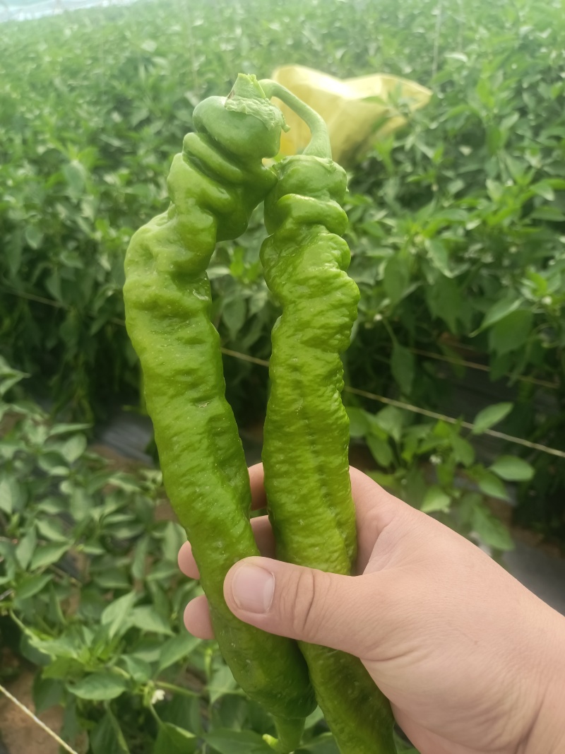 陕西精品螺丝椒，保质保量，量大从优，欢迎咨询