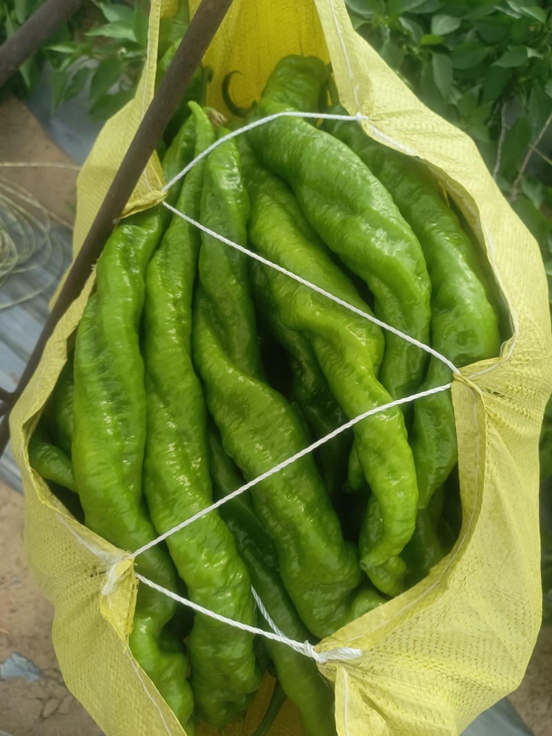陕西精品螺丝椒，保质保量，量大从优，欢迎咨询