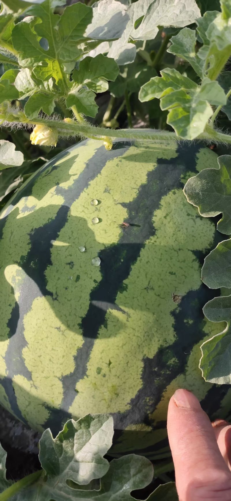 绵阳市江油梓潼县露天美都大量上市