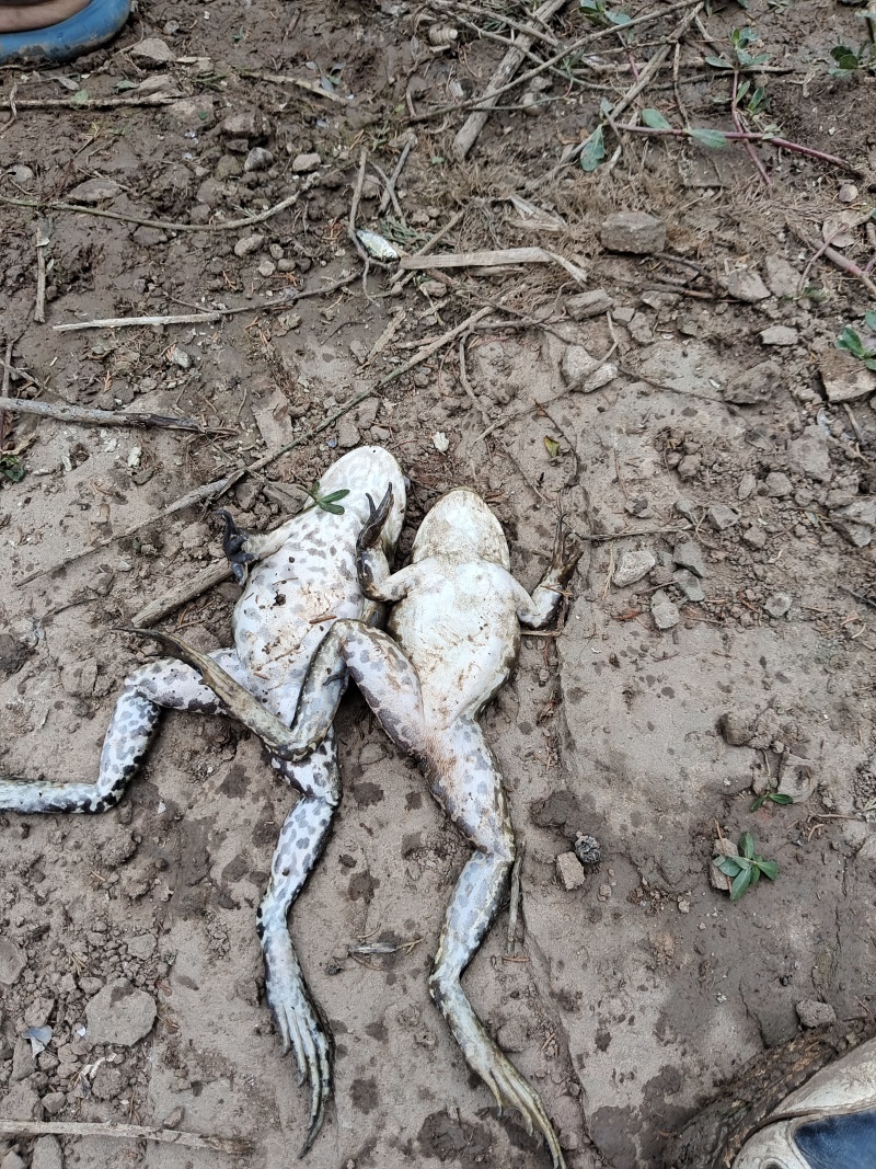绵阳市江油梓潼县露天美都大量上市