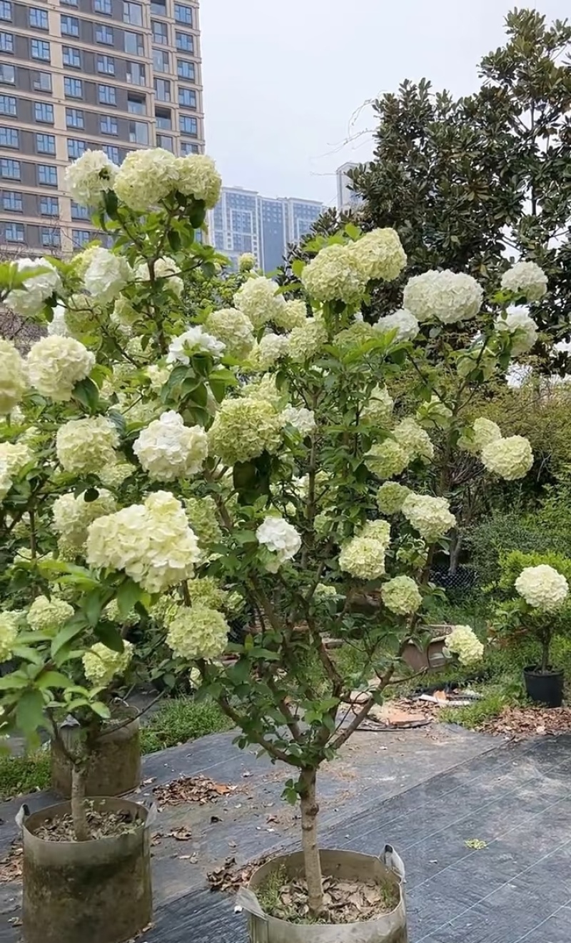 中华木秀球袋苗用于园林工程绿化全国各地可发货