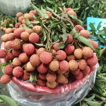 深圳南山荔枝，桂味批发