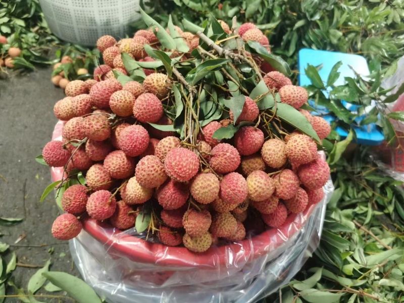 深圳南山荔枝，桂味批发