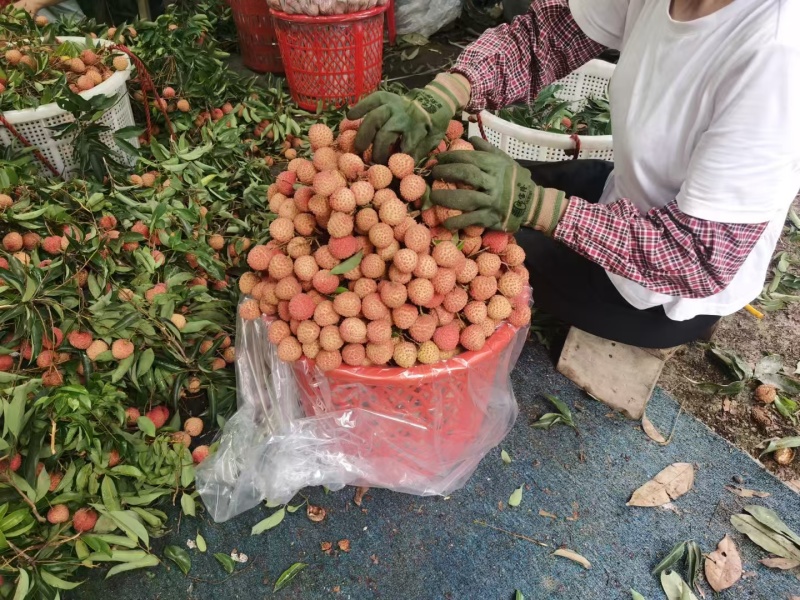 深圳南山荔枝，桂味批发