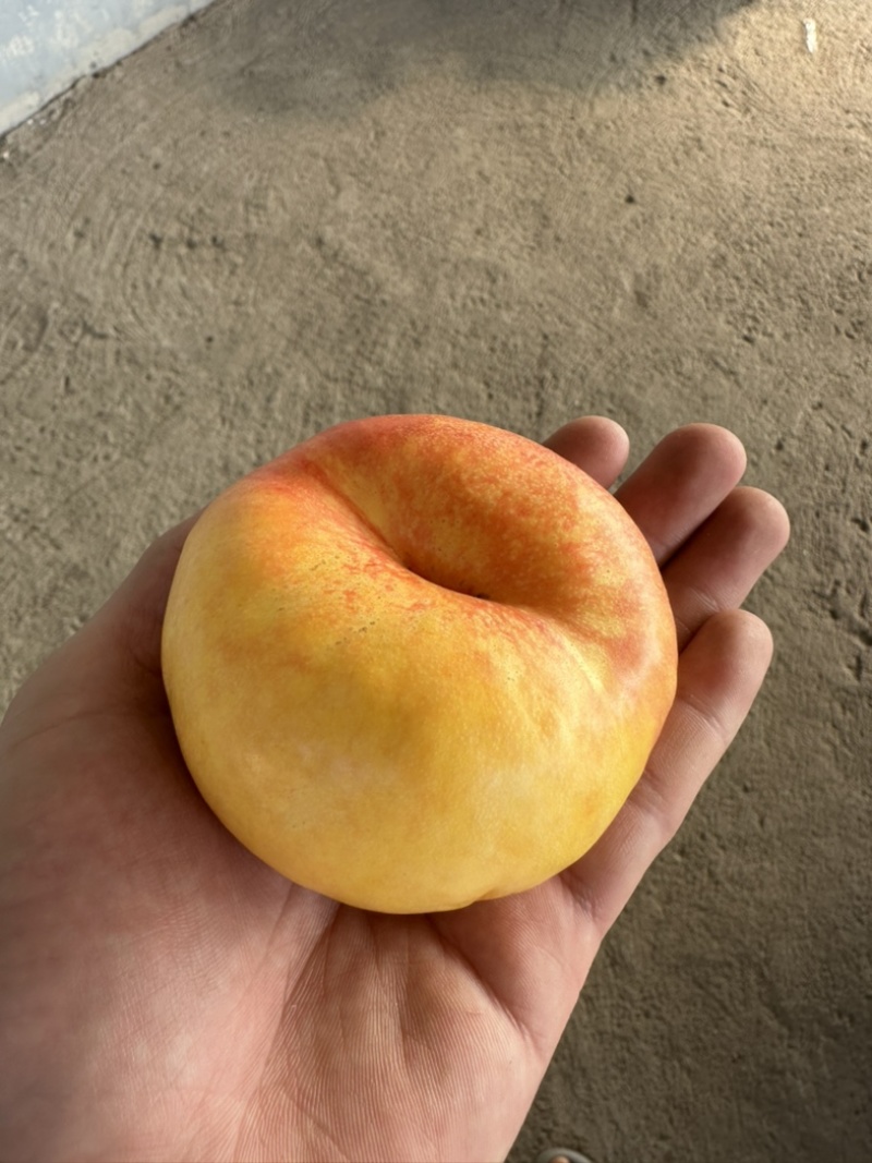 蒙阴油桃