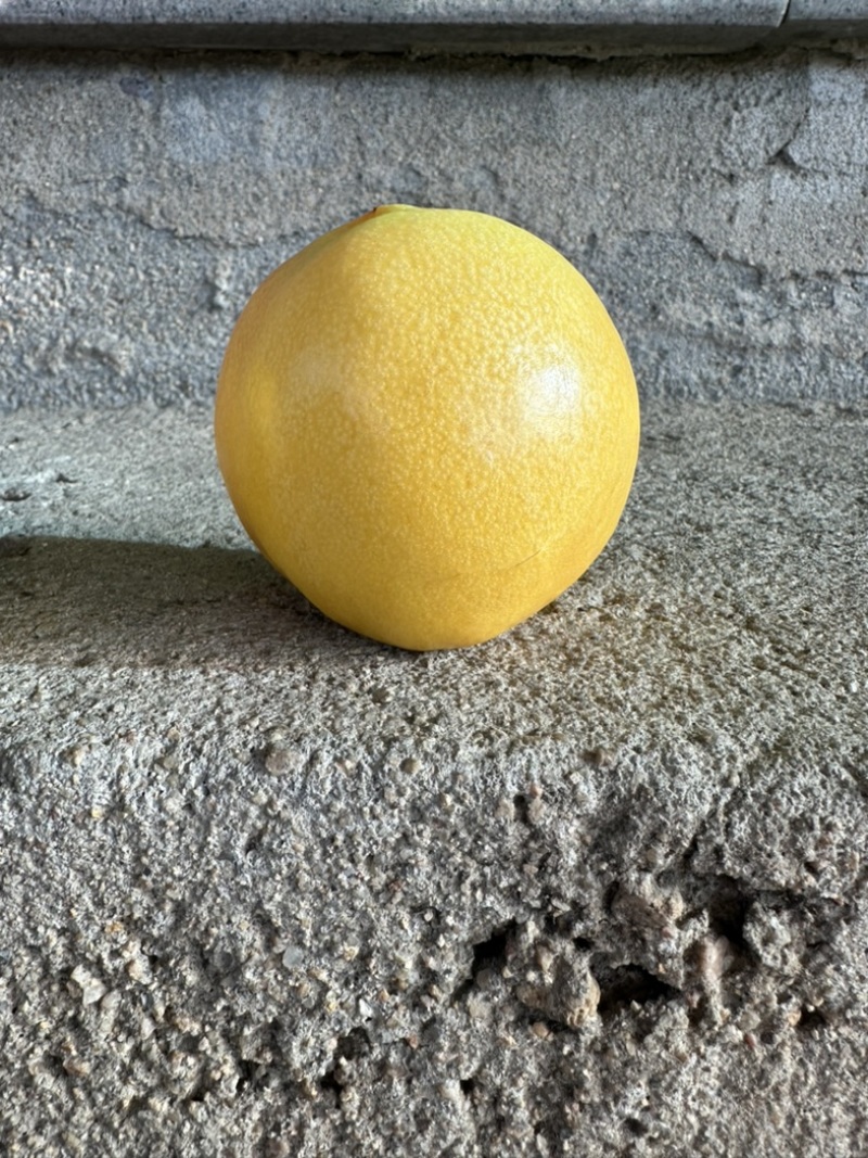 蒙阴油桃