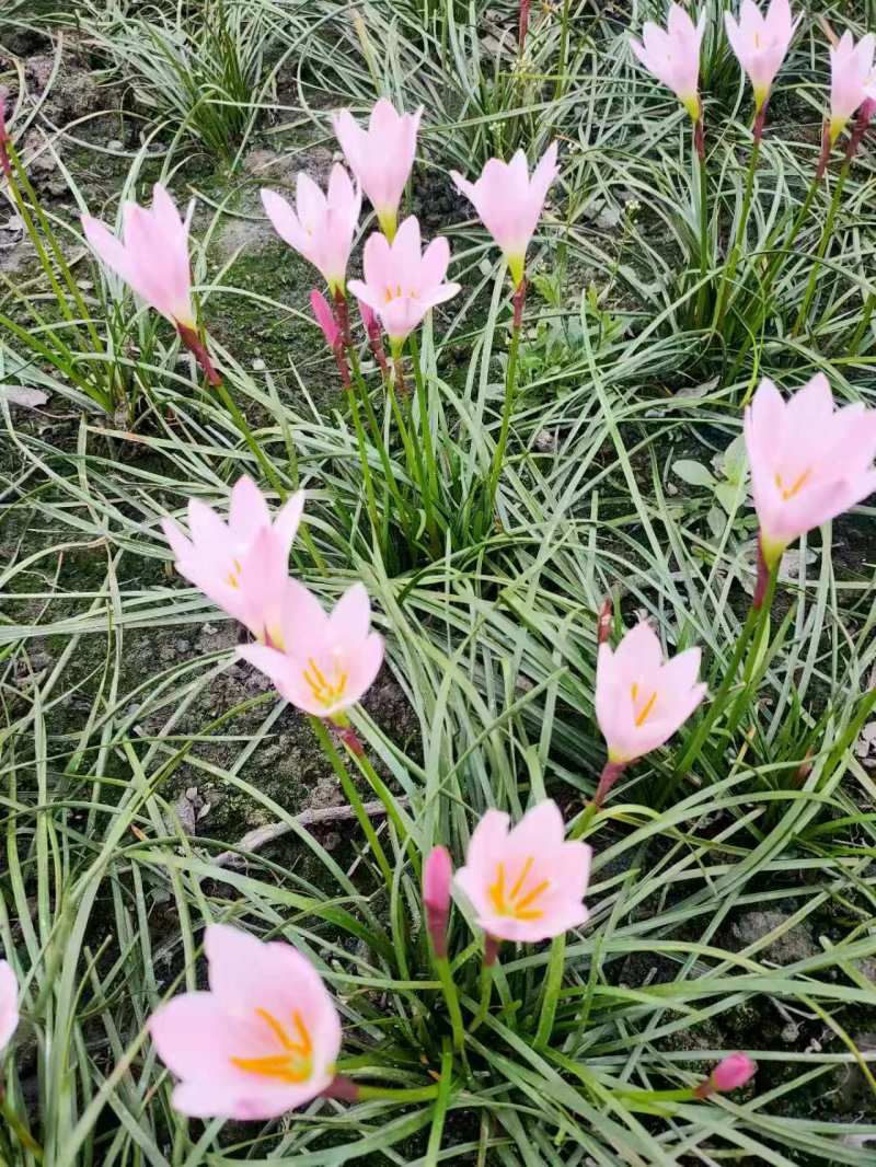 葱兰批发，红花百花，各种规格，基地常年批发