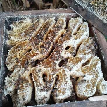 云南西双版纳，勐腊县磨憨口岸野生土蜂蜜