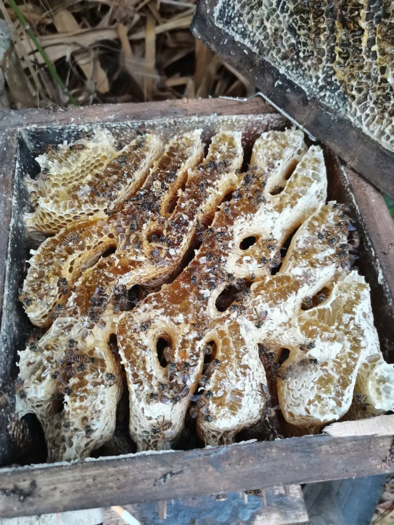 云南西双版纳，勐腊县磨憨口岸野生土蜂蜜