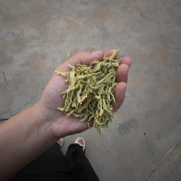 金银花