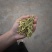 金银花