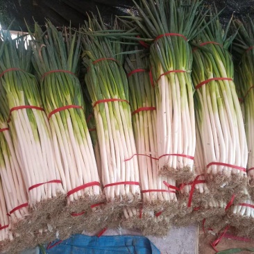 批发精品大葱，产地直发一手货源，欢迎新老客户合作，量大优惠
