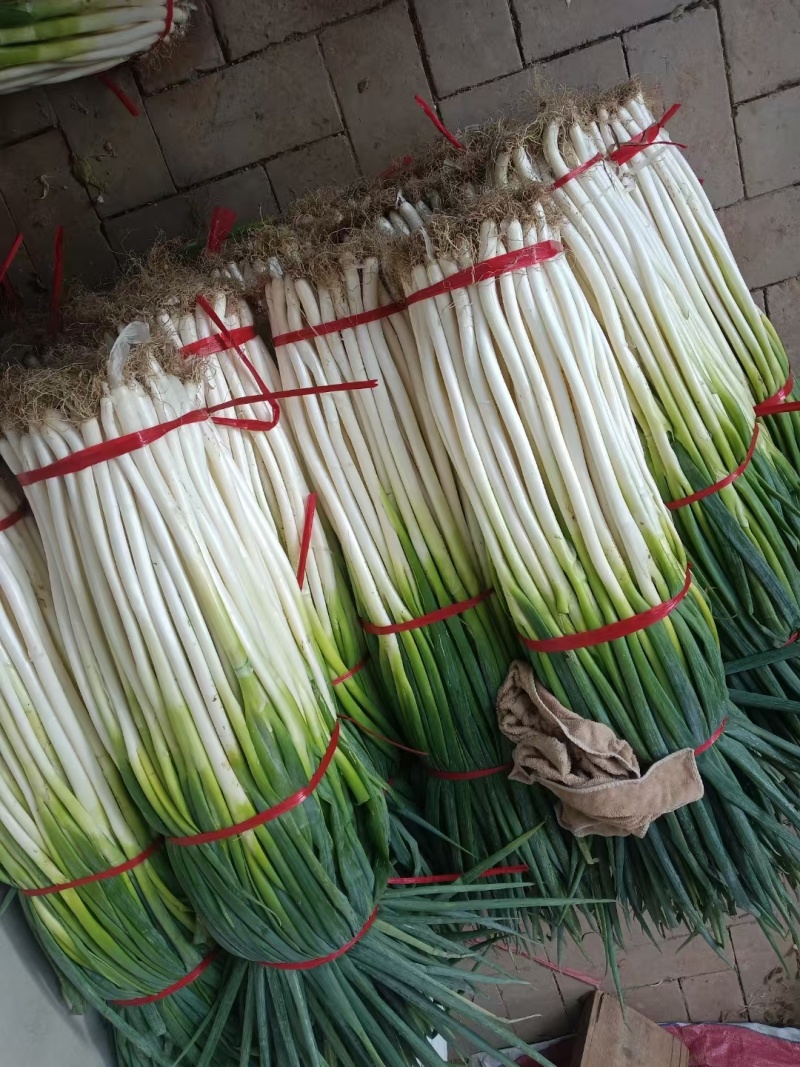 批发精品大葱，产地直发一手货源，欢迎新老客户合作，量大优惠