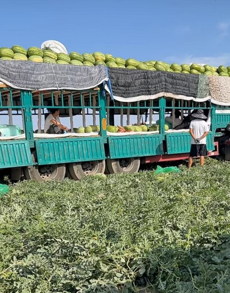编号华北区718正宗原籽西瓜基地供应！{深泽专属}
