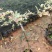 锦叶榄仁绿化苗木榄仁树苗锦叶榄仁基地直供