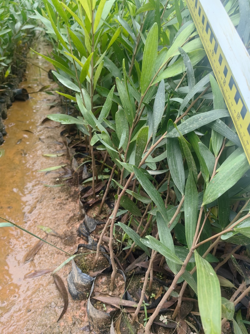 台湾相思相思树苗苗木种苗台湾相思基地直供