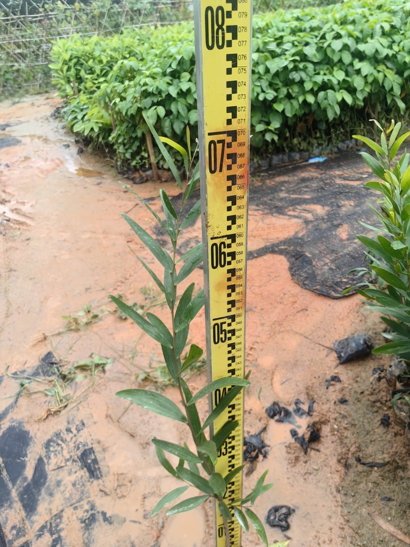 台湾相思相思树苗苗木种苗台湾相思基地直供