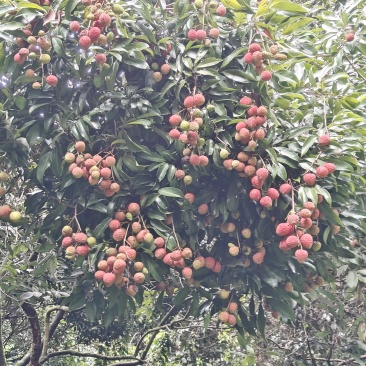 荔枝批发，自家果园