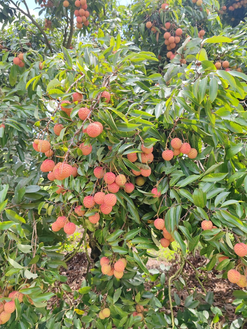 灵山桂味，颜色鲜红，果肉脆甜，中小核