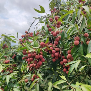 黑叶荔枝，果形饱满，皮色深红，个头圆润，清甜可口，中核