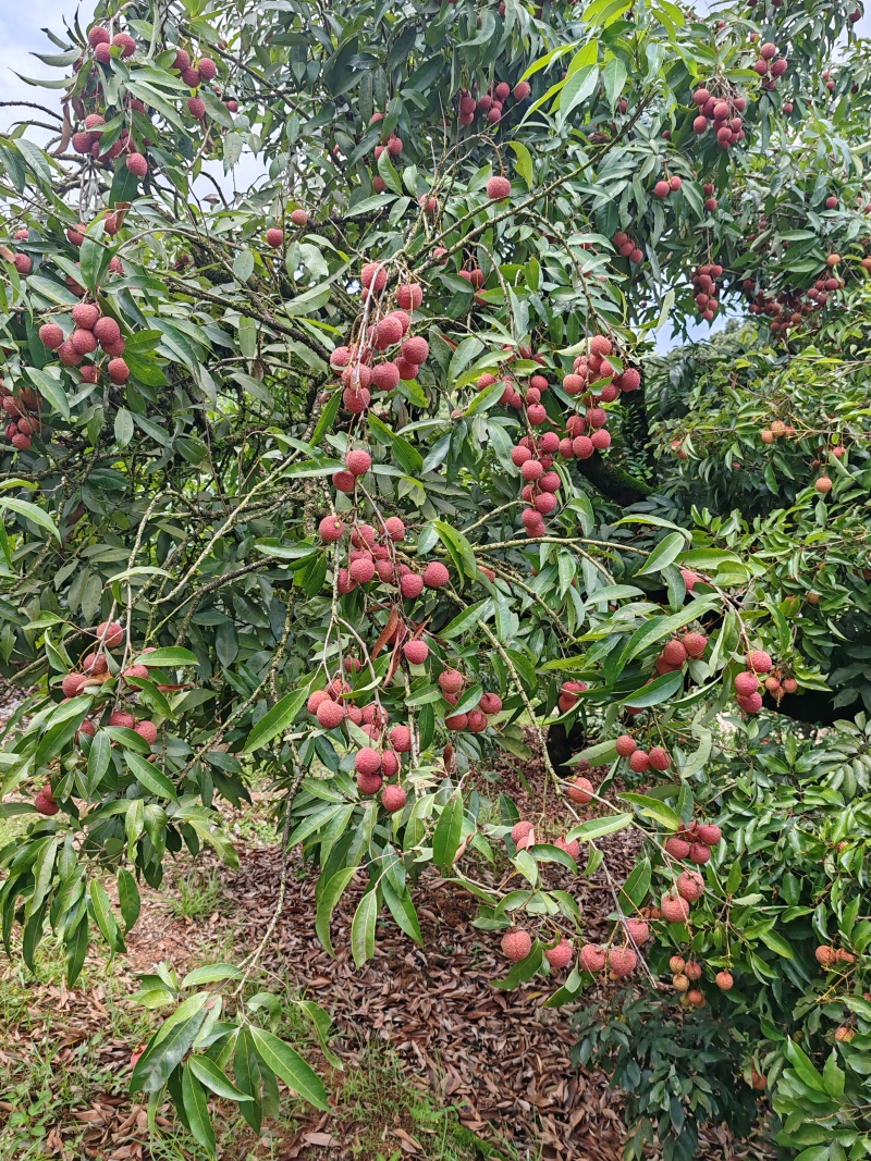 黑叶荔枝，果形饱满，皮色深红，个头圆润，清甜可口，中核