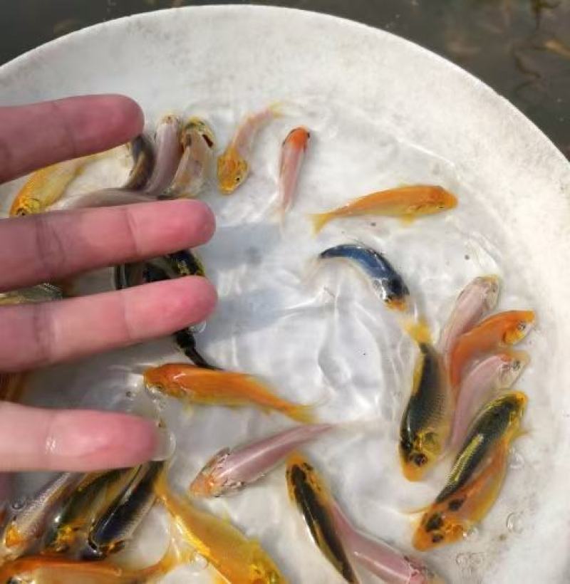 锦鲤鱼苗渔场直发品质保证淡水养殖提供养殖技术指导