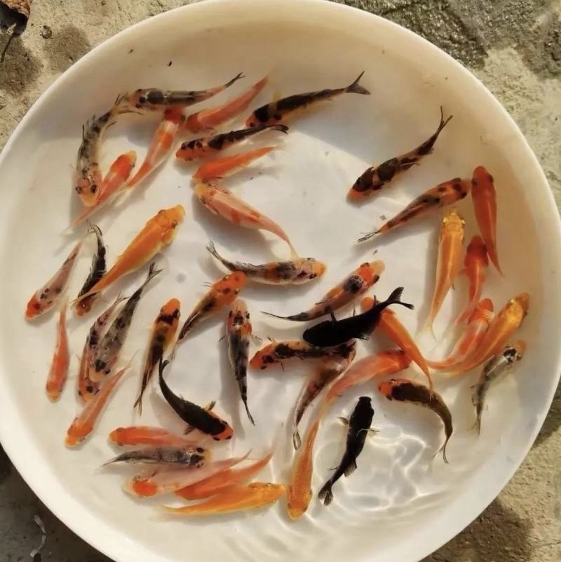 锦鲤鱼苗渔场直发品质保证淡水养殖提供养殖技术指导