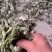 山东泰安大量野干艾叶，大量上市，产地直发，品质保证