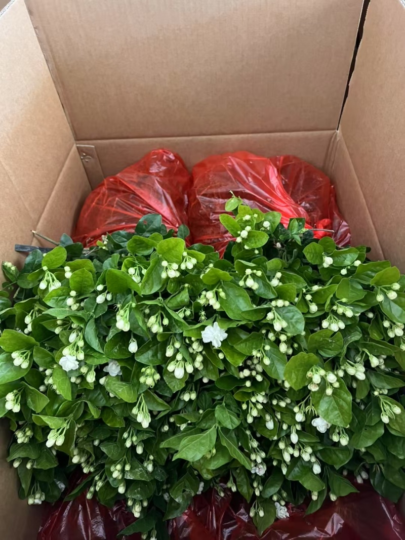 茉莉花白色重瓣香水茉莉花小苗老桩大量批发浓香型可食用苿莉