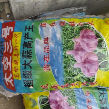 蒜种金乡纯太空蒜种菏蒜皮红瓣红个大